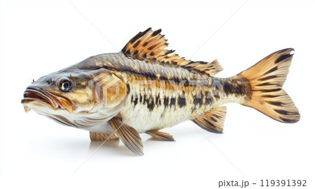 detailed depiction highlights the unique characteristics of a Goliath Tigerfish emphasizing its striking appearance and formidable teeth set against a clean white backdrop. 119391392