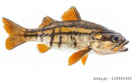 striking Goliath Tigerfish is highlighted against a pristine white backdrop emphasizing its scales fins and distinctive coloration demonstrating its remarkable aquatic beauty. 119391393