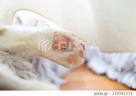 可愛い猫の手 可愛い猫の手 119391572