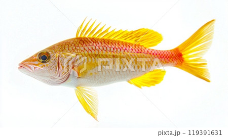 Goatfish from the Mullidae family displays its bright yellow and pink coloration. The species is known for its unique appearance and habitat in coastal waters. 119391631