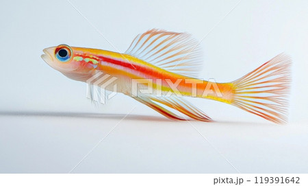 Firefish Goby displays its stunning colors and delicate fins as it swims gracefully. This striking fish is admired for its lively appearance and unique shape. 119391642