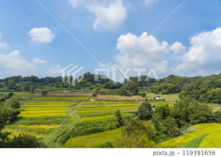 稲渕の棚田　秋（奈良県明日香村） 119391656