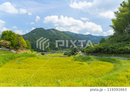 稲渕の棚田　秋（奈良県明日香村） 119391663