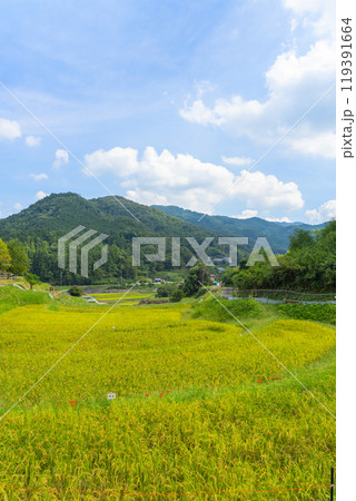 稲渕の棚田　秋（奈良県明日香村） 119391664
