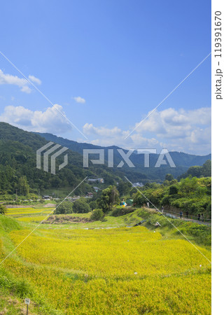 稲渕の棚田　秋（奈良県明日香村） 119391670