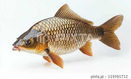 Carp a member of the Cyprinidae family displays its colorful scales and unique features emphasizing its significance in aquaculture and freshwater ecosystems. 119391712