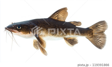 catfish belonging to the Siluriformes order is isolated on a white background showcasing its unique physical characteristics and form. catfish belonging to the Siluriformes order is isolated on a white background showcasing its unique physical characteristics and form. 119391866