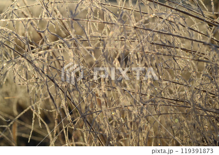 Autumn morning light. Season specific. Plants covered with frost. First frosts. Temperatures drop. 119391873