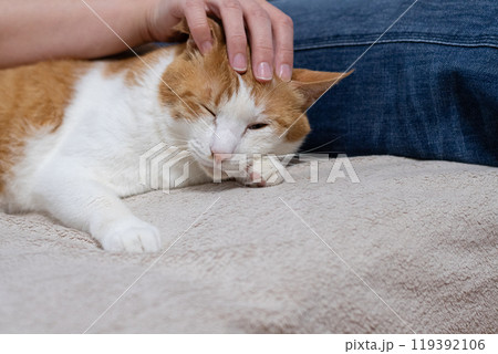 猫を撫でる　茶トラ白 119392106