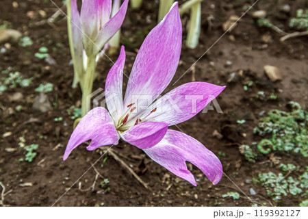 秋のクロッカスとも呼ぶこともあるイヌサフランの花 119392127