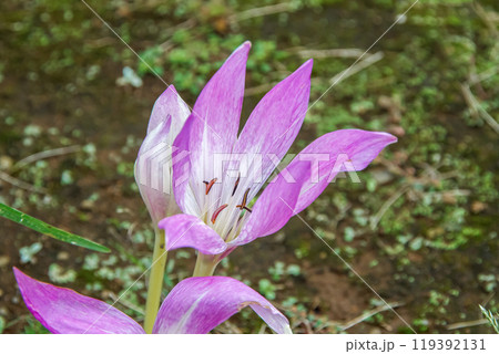 秋のクロッカスとも呼ぶこともあるイヌサフランの花 119392131