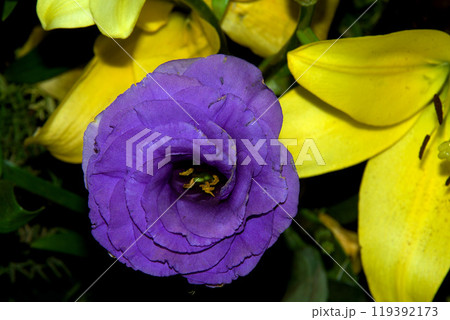 Lone Violet Lisiantus Flower Lone Violet Lisiantus Flower 119392173