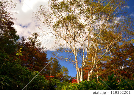 群馬県・芳ヶ平湿地群・紅葉と青空 群馬県・芳ヶ平湿地群・紅葉と青空 119392201