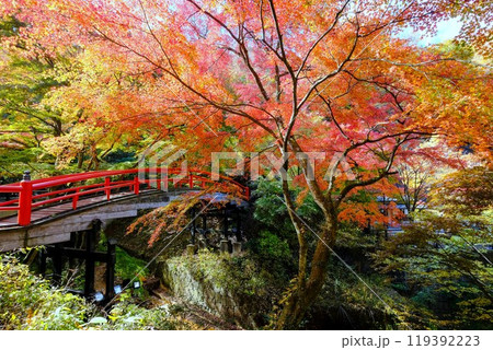 紅葉に包まれた赤い橋 紅葉に包まれた赤い橋 119392223