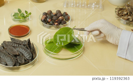 An enclosed shot of a scientist at work, picking fresh leaves from a petri dish with glass petri containing dried herbs, soapberry essential oil, holy basil, soapberry, and soapnut. An enclosed shot of a scientist at work, picking fresh leaves from a petri dish with glass petri containing dried herbs, soapberry essential oil, holy basil, soapberry, and soapnut. 119392363