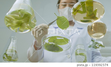 Researcher pick up a leaf from petri dish on glass table for observation. Creative template photo from below view shot for shampoo advertisement, copy space for adding text 119392374