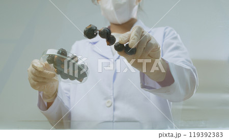 Female scientist is arranging soapberries on glass surface, which is one of most common ingredient for vegan shampoo manufacturing. Vacant space for product presentation, below view photo 119392383