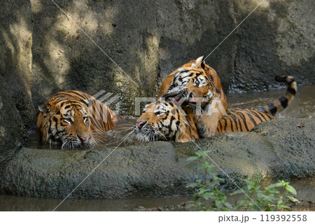 プールでじゃれるアムールトラの三兄弟 プールでじゃれるアムールトラの三兄弟 119392558