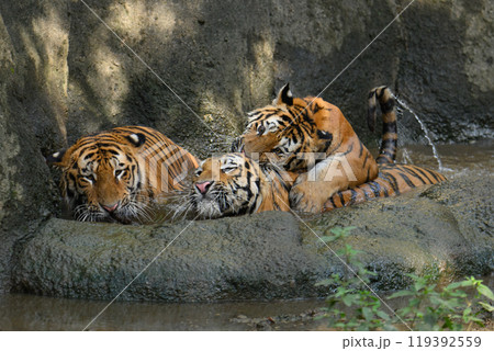 プールでじゃれるアムールトラの三兄弟 119392559
