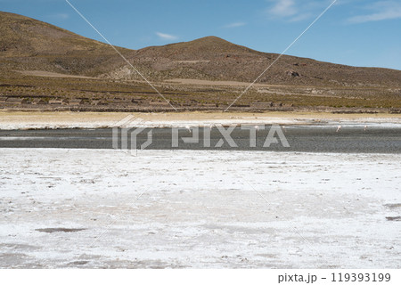 Flamingos Wading in Salar de Uyuni Salt Flats Bolivia 119393199