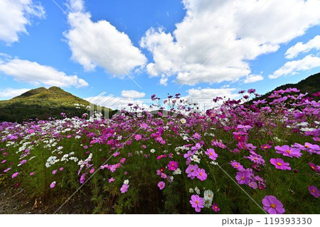 秋の晴れた日のコスモス畑 秋の晴れた日のコスモス畑 119393330