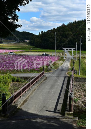 秋の晴れた日のコスモス畑 秋の晴れた日のコスモス畑 119393380