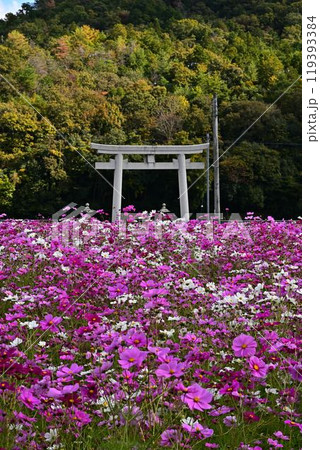 秋の晴れた日のコスモス畑 秋の晴れた日のコスモス畑 119393384