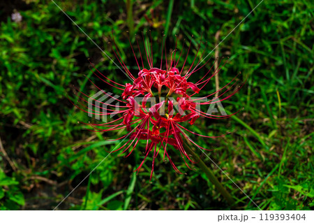 紅蓮の彼岸花　日向　彼岸花の里 119393404