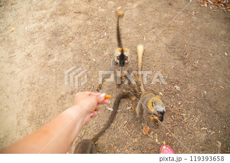 Common brown lemur Eulemur fulvus with orange eyes. Common brown lemur Eulemur fulvus with orange eyes. 119393658