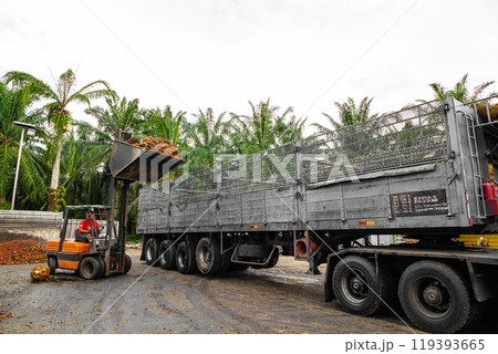 worker operates a forklift to unload harvested palm oil fruit 119393665