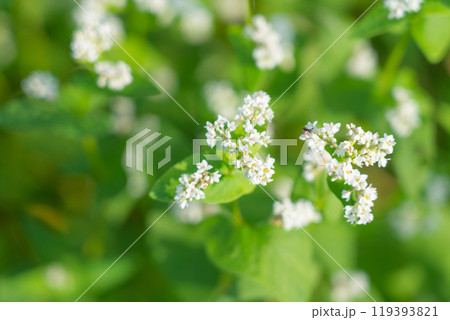 そばの花 イメージ 119393821