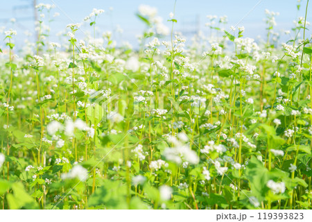 そばの花 イメージ 119393823