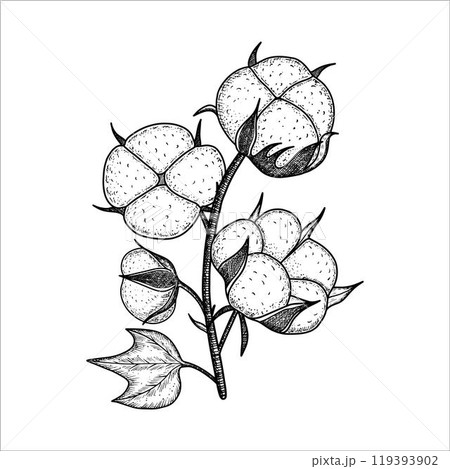 Hand drawn watercolor cotton branch plant. Cotton flower drawing. Vector illustration 119393902