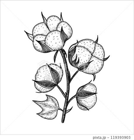 Hand drawn watercolor cotton branch plant. Cotton flower drawing. Vector illustration Hand drawn watercolor cotton branch plant. Cotton flower drawing. Vector illustration 119393903