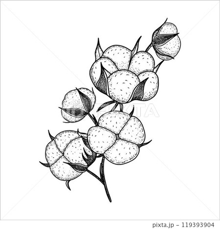 Hand drawn watercolor cotton branch plant. Cotton flower drawing. Vector illustration Hand drawn watercolor cotton branch plant. Cotton flower drawing. Vector illustration 119393904