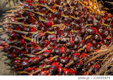 closeup of ripe palm oil fruits. closeup of ripe palm oil fruits. 119393974