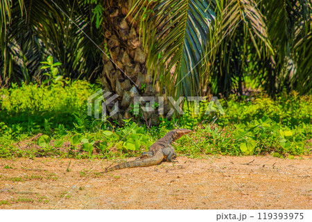 Asian water monitor Varanus salvator large varanid lizard native Asia Asian water monitor Varanus salvator large varanid lizard native Asia 119393975