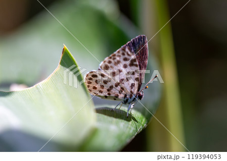 ゴイシシジミ 119394053