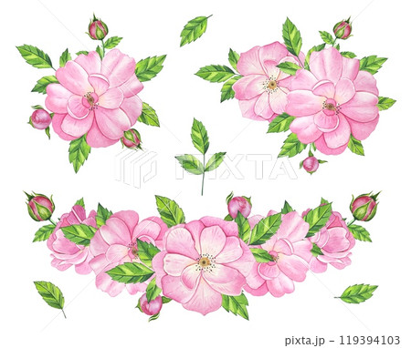 Bouquets with pink tea rose. Hand drawn watercolor illustration 119394103