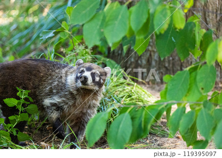 South American Coati, or Ring-tailed Coati Nasua nasua 119395097