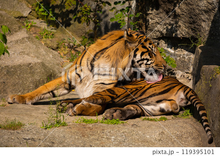 critically endangered Sumatran tiger critically endangered Sumatran tiger 119395101