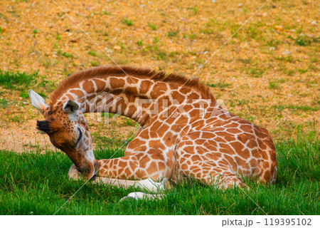 Giraffe in selective focus on green natural background Giraffe in selective focus on green natural background 119395102