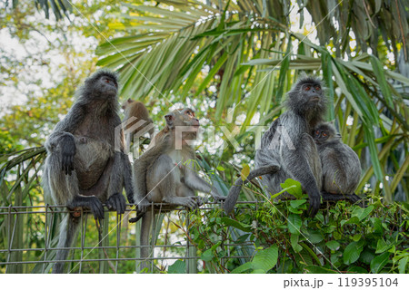 Closeup portrait of Tufted gray langur Semnopithecus priam Closeup portrait of Tufted gray langur Semnopithecus priam 119395104