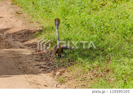 mongoose fights with an aggressive cobra in the wild mongoose fights with an aggressive cobra in the wild 119395105