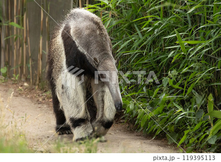 Giant anteater cute animal from Brazil. Giant anteater cute animal from Brazil. 119395113