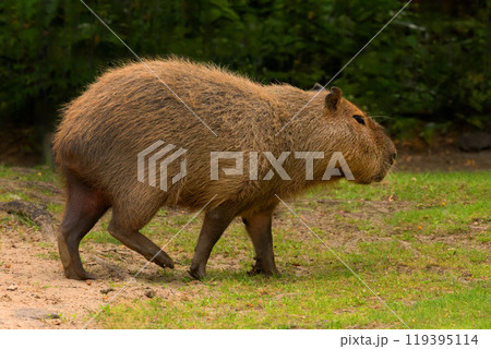 Capybara Kapibara Hydrochoerus hydrochaeris Capybara Kapibara Hydrochoerus hydrochaeris 119395114