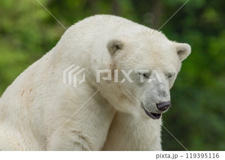 Polar Bear takes a rest Polar Bear takes a rest 119395116