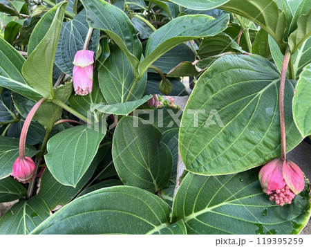 メディニラ 火の鳥 メディニラ 火の鳥 119395259