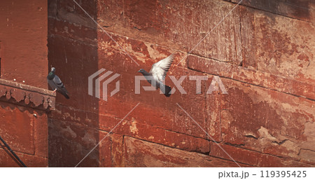 Varanasi, Uttar Pradesh, India. Doves take off from old red wall Chet Singh Fort. Pigeons flying above on Chet Singh Ghat. flight 119395425