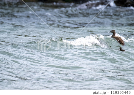 Common Eiders family training their ducklings on the Atlantic Ocean 119395449